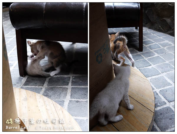 【捷運國父紀念館站】Toast Chat -- 閒適自在~還有小貓陪伴的無限時放鬆地 (完整Menu)
