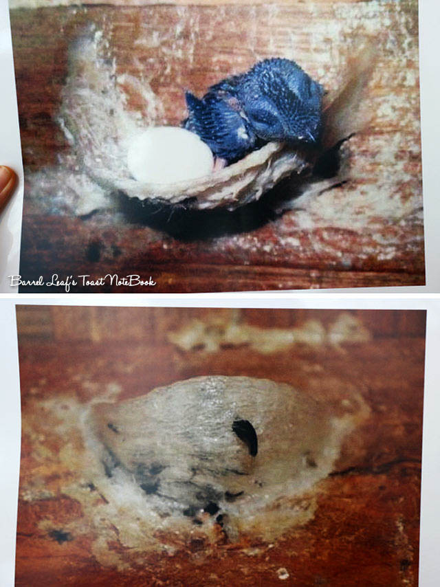棠集燕窩 taungji-birds-nest (7)