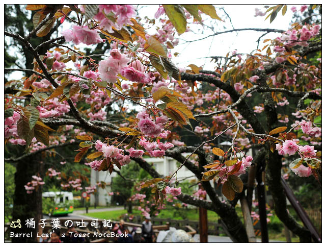 【遊玩趣】阿里山奮起湖老街 逛逛走走 + 阿里山國家森林公園